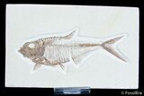 Detailed / Inch Diplomystus Fossil Fish #3091-1